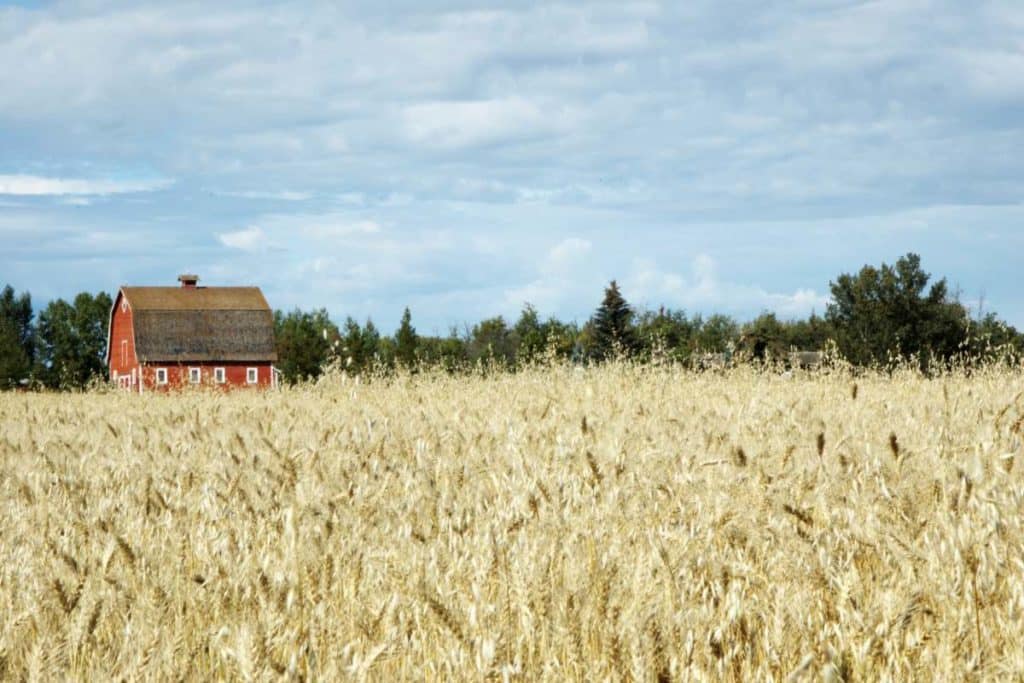 wheat field with a red barn in the background